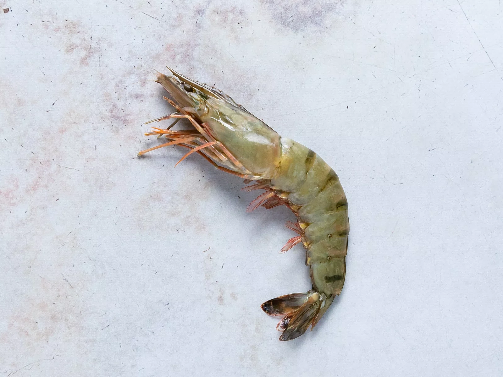 GAMBA 8/12 BLACK TIGER (80%)