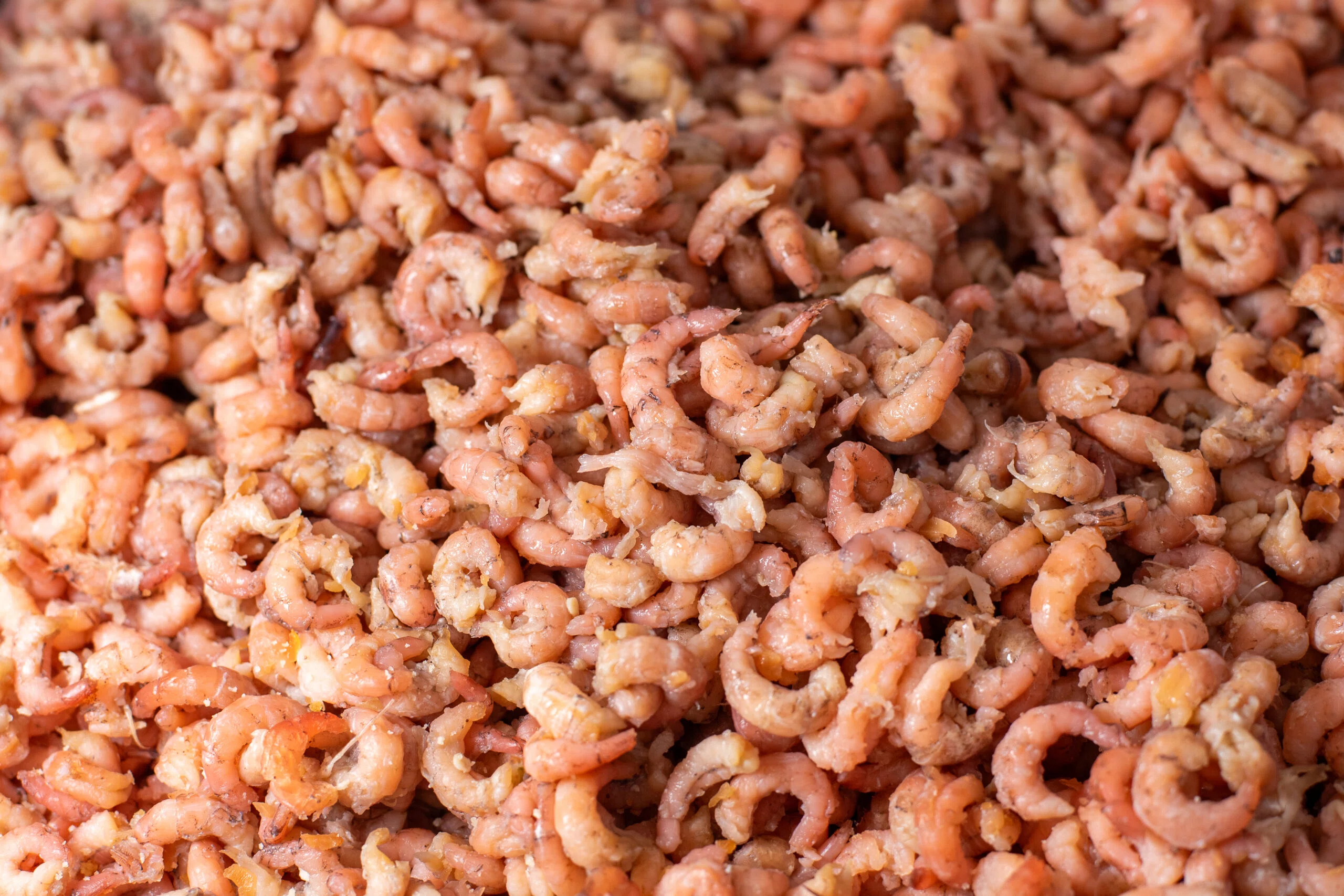 CREVETTES GRISES